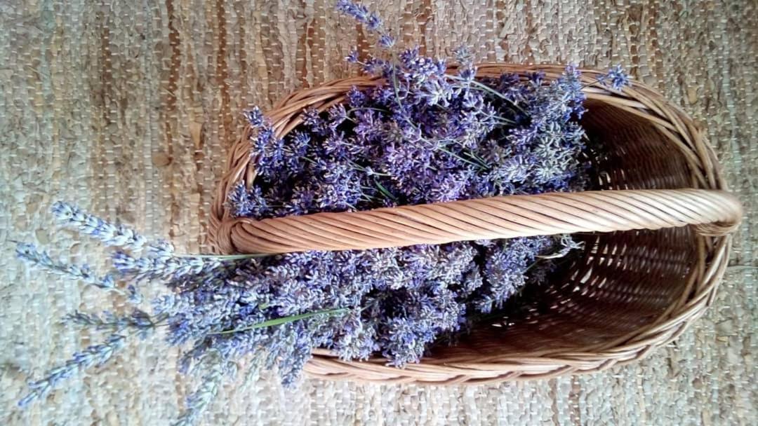 Soba Lavanda Kladovo Ngoại thất bức ảnh