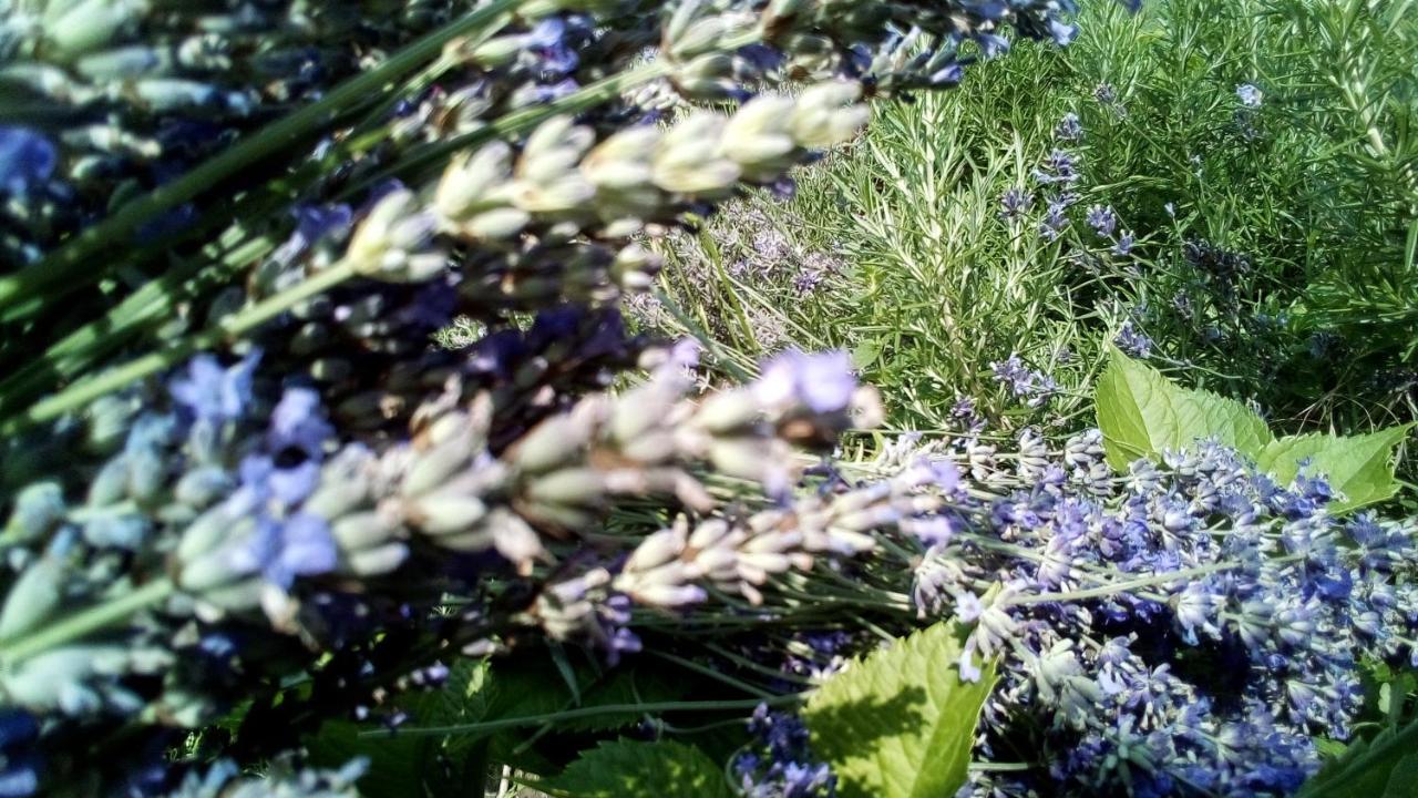 Soba Lavanda Kladovo Ngoại thất bức ảnh